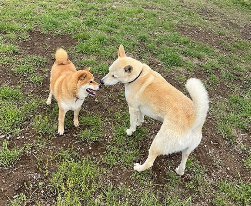 コロちゃんと仲良し